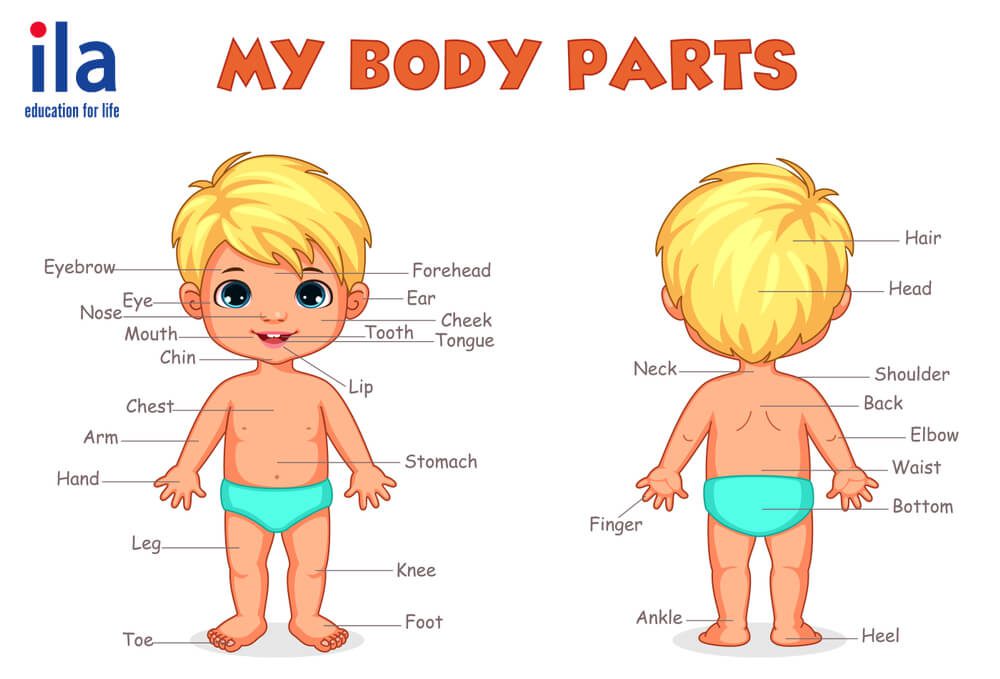 Tiếng Anh cho bé lớp 1: Một số từ vựng về các bộ phận trên cơ thể người
