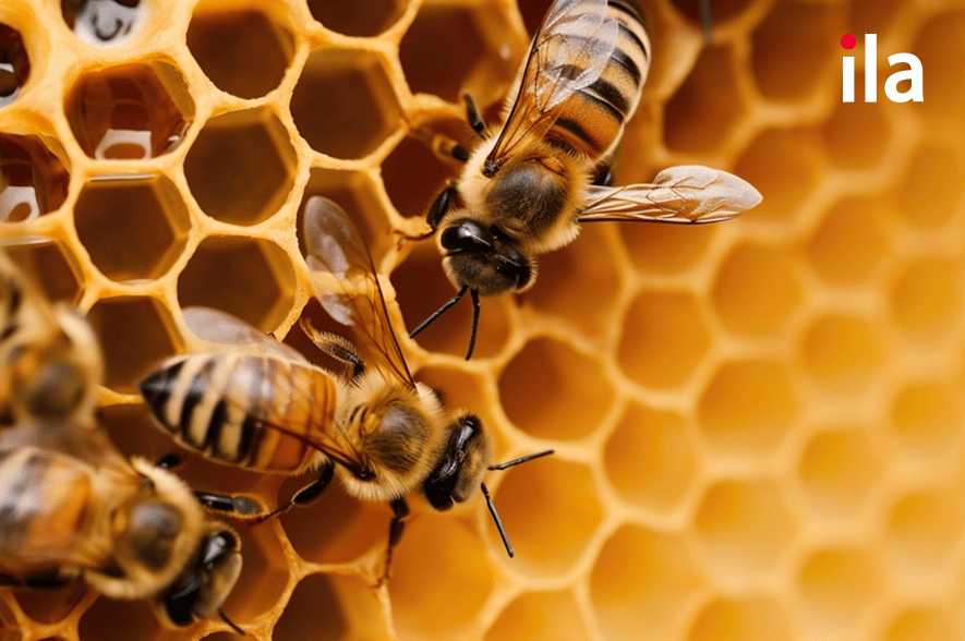 Tổ ong có hình lục giác