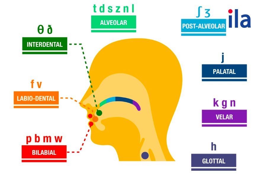 Consonants sounds: nasals (phụ âm: âm mũi)
