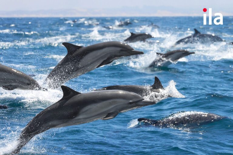 Danh từ tập hợp (collective noun) Cách dùng, bài tập