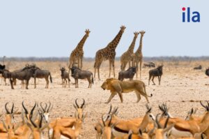 Tên tất cả các con vật bằng tiếng Anh: mẹo học từ vựng siêu tốc