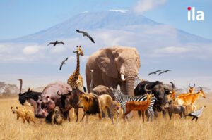 Từ vựng về con vật tiếng Anh: Học qua hình ảnh, ví dụ, câu mẫ