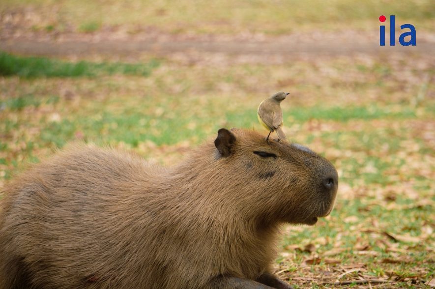 Bài số 2: Capybara on a nature documentary