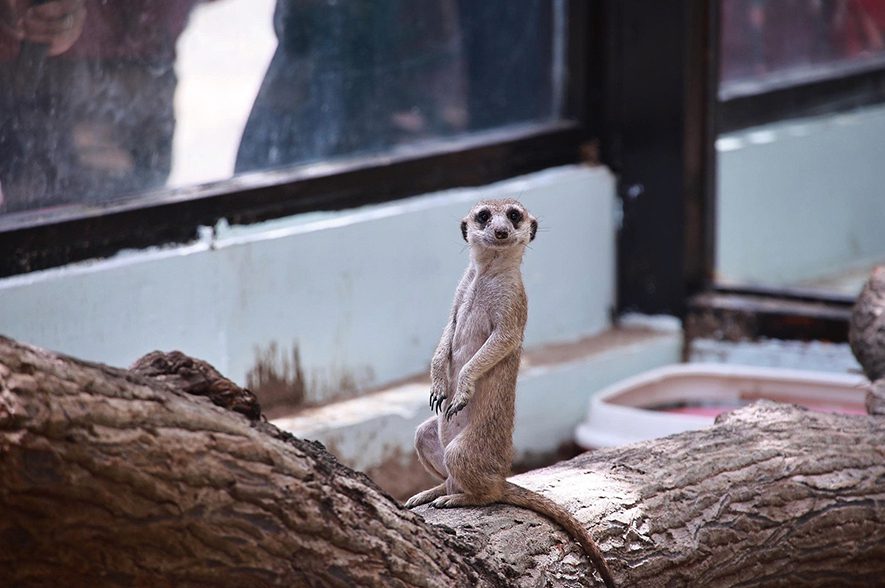 Địa điểm dã ngoại cho trẻ mầm non: Thảo Cầm Viên Sài Gòn